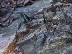 -北仑森林植物园