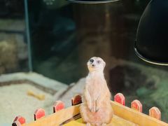 -绿色星球动物主题公园