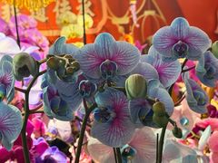 -越秀西湖花市(广州城市广场花卉店)