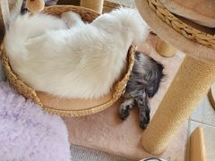 -十年猫舍·猫咪专门店(普陀店)