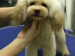 -沐沐家宠物(成寿寺店)