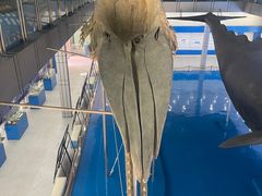 -上海海洋大学鱼文化博物馆(军工路校区)