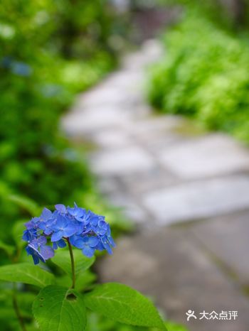 我觉得紫阳花的季节的话有专门来这里的价格