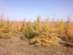 -塞罕坝国家级自然保护区