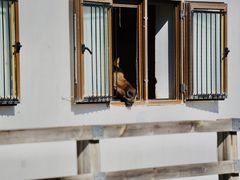 -北京群众马术培训基地