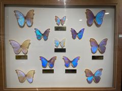 -上海昆虫博物馆