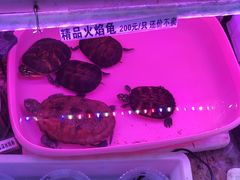 -山东柏宁水族批发广场