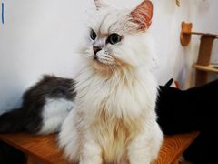 -李小姐の猫咖啡馆(五角场店)