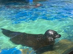 -太平洋海底世界