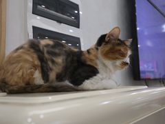 -玫瑰咖啡(中山六路店)