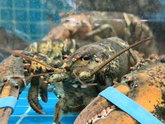 -渔码头食府(蓬莱阁店)