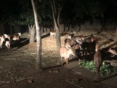 -清迈夜间动物园