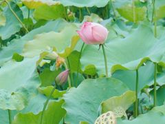 -贵州省植物园