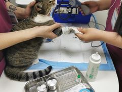 -美联众合动物医院·24h转诊中心