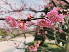 -花开海上生态园