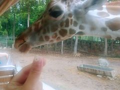 -清迈夜间动物园