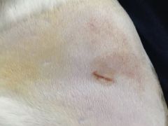 -创凡宠物医院·骨专科  猫科中心(西乡分院)