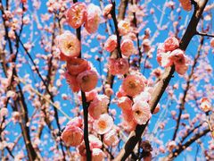 -上海滨江森林公园