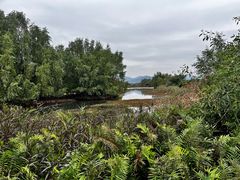 -芒洲湿地公园