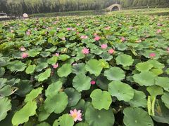 -莲花池公园