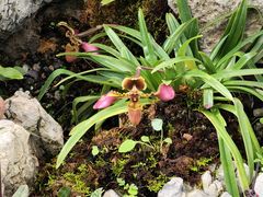 -国家植物园南园