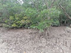 -东寨港红树林旅游区