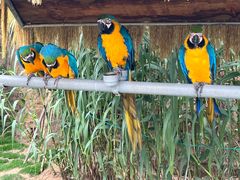-西霞口神雕山野生动物世界
