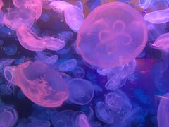 -华夏文旅西安度假区