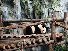 -泉州海丝野生动物世界