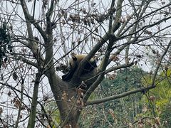 -都江堰中华大熊猫苑