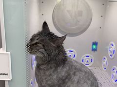 -爱洗澡的猫(望京店)