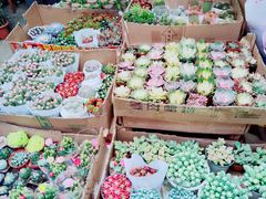 -循礼门鲜花花市(武汉循礼门店)