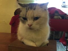 -猫色咖啡·猫咖