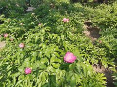 -莲花池公园