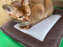 -MOCHA明星猫咖(田子坊店)