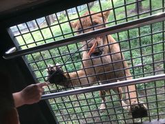 -深圳野生动物园