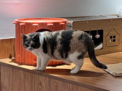 -有猫主题·治愈系猫咖(曾厝垵店)