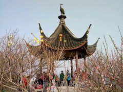 -香雪海