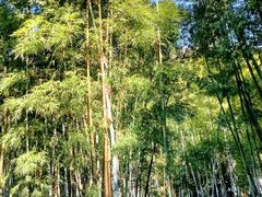 -广东温泉宾馆