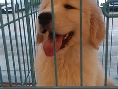 -瑞派康怡24h宠物医院·犬猫医疗中心·微创绝育(瑞景分院)