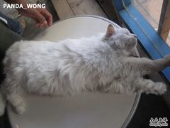 -Babycat私家御饼屋(龙头路一店)