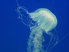-江和美海洋公园