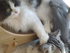 -飞行喵MR PILOT|猫舍·猫咖(静安大融城店)
