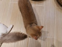 -momokira米努特·德文卷毛猫·棉花面纱犬
