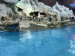 -帝企鹅自助餐厅•儿童岛•真企鹅(长隆企鹅酒店)