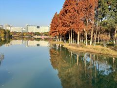 -青枫公园