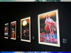 -罗红摄影艺术馆