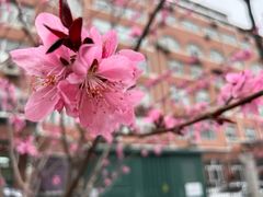 -上海静安香格里拉大酒店