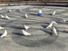 -南宫五洲植物乐园