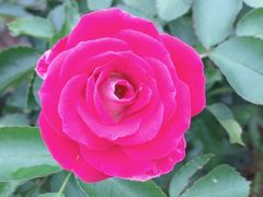 -松山湖梦幻百花洲